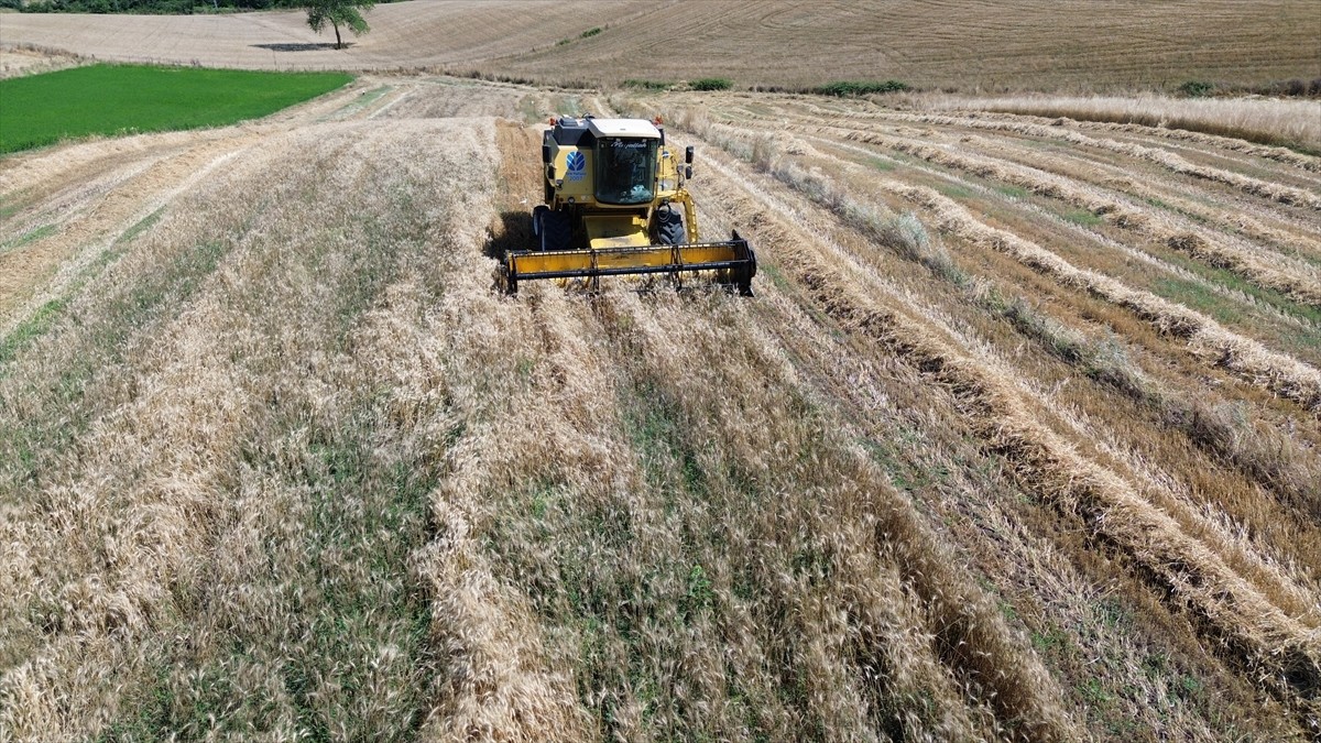 Samsun'un Bafra ilçesinde ekilen hububatın hasadı başladı.