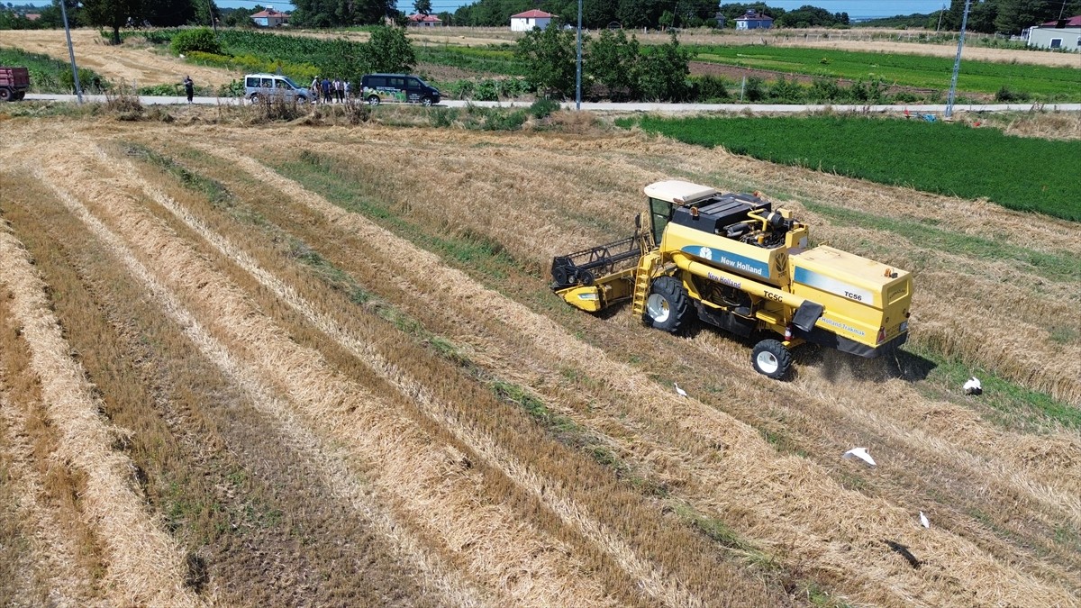 Samsun'un Bafra ilçesinde ekilen hububatın hasadı başladı.