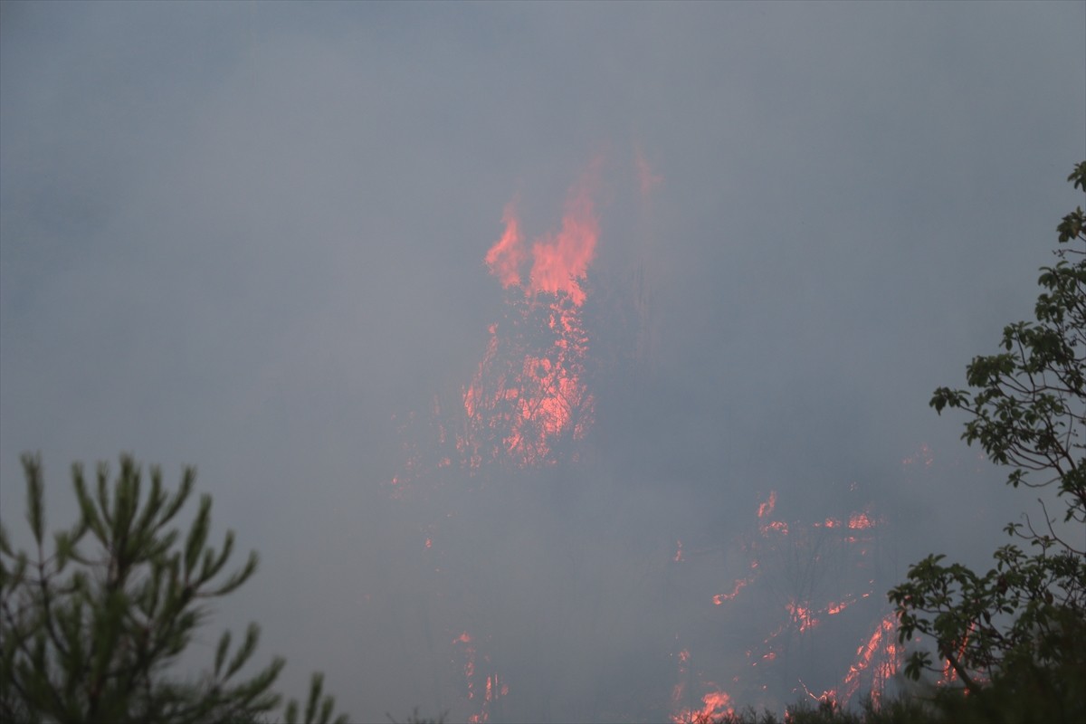 Suriye'nin kuzeybatısındaki Lazkiye iline bağlı Bayırbucak bölgesinde 7 gün önce başlayan orman...