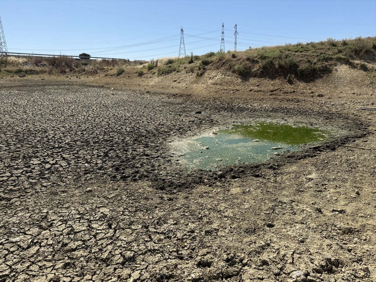 Tekirdağ'da yaz aylarının kurak geçmesi nedeniyle suların çekildiği Çakıl Göleti'nde çok sayıda...