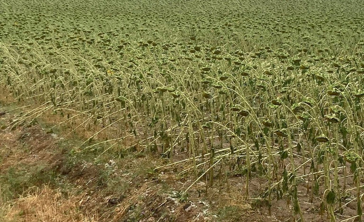Tekirdağ'ın Hayrabolu ilçesinde etkili olan sağanak ile dolu hayatı olumsuz etkiledi. Umurça...