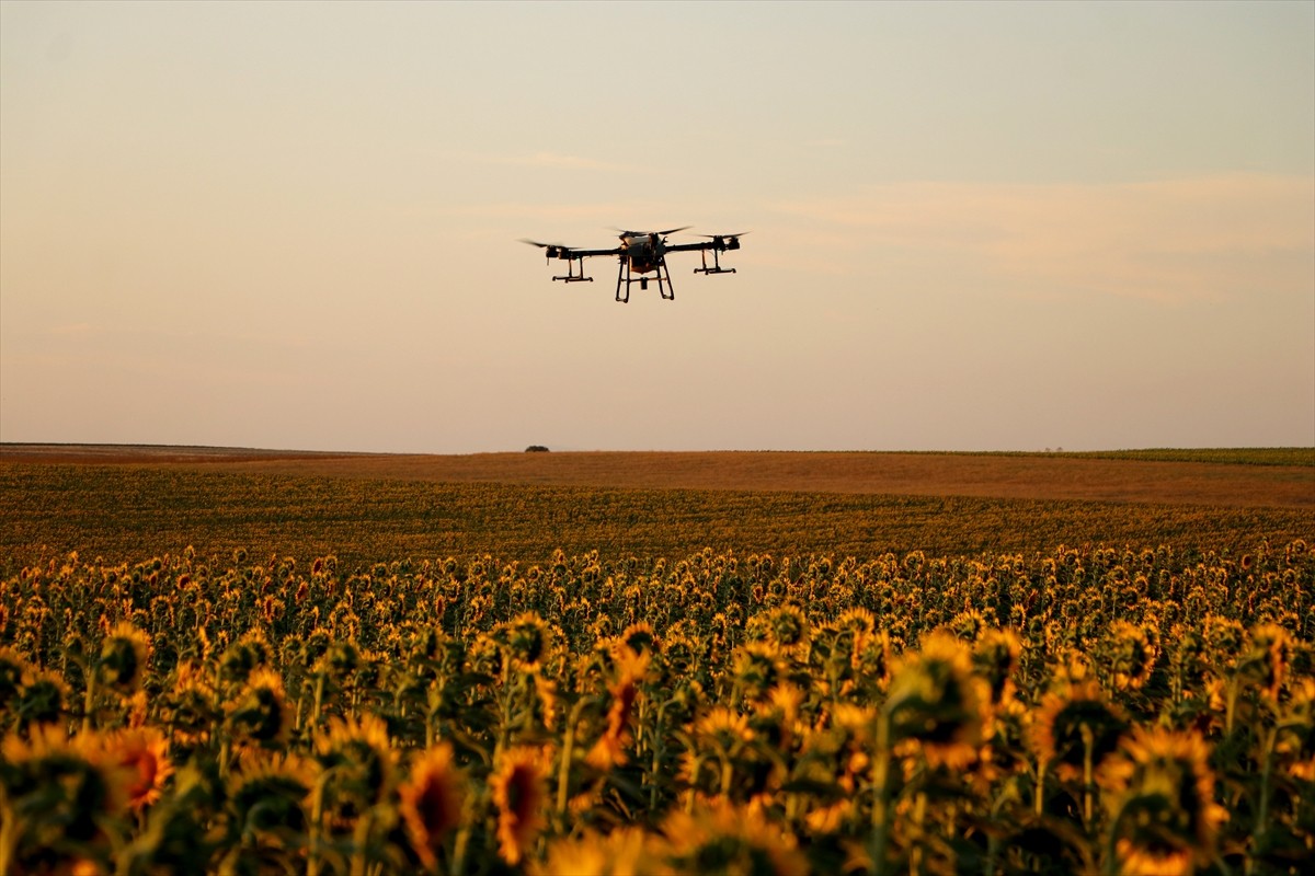 Tekirdağ'ın Muratlı ilçesinde bazı tarlalarda görülen çekirgelere karşı ayçiçeği ekili tarlalarda...