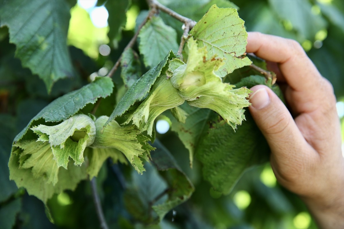 Trabzon, Ordu ve Giresun'daki fındık üreticileri, 2025 yılı fındık hasadı öncesinde bahçelerinde...