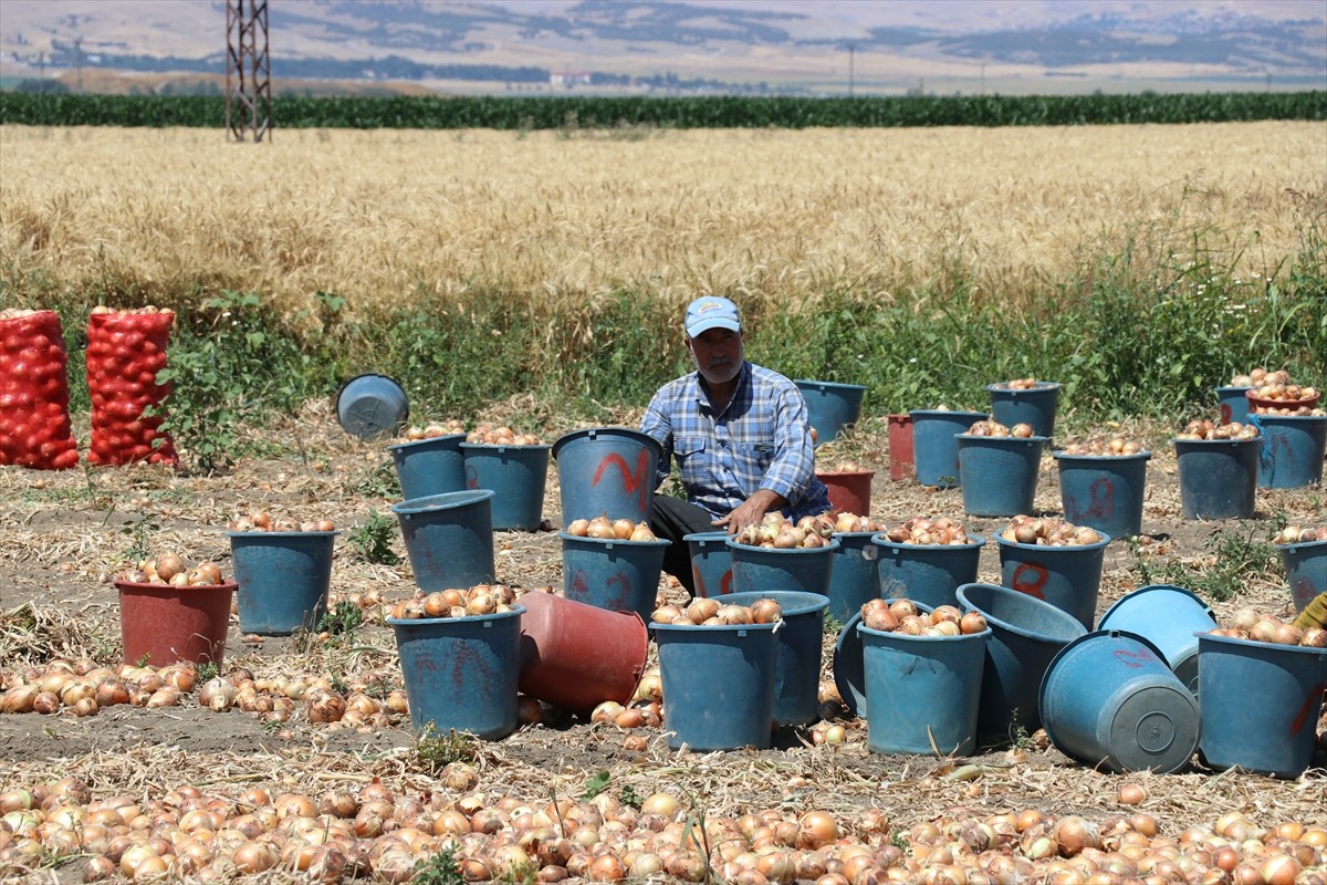 Türkiye'nin önemli soğan üretim merkezlerinden Amasya'da hasat dönemi başladı.