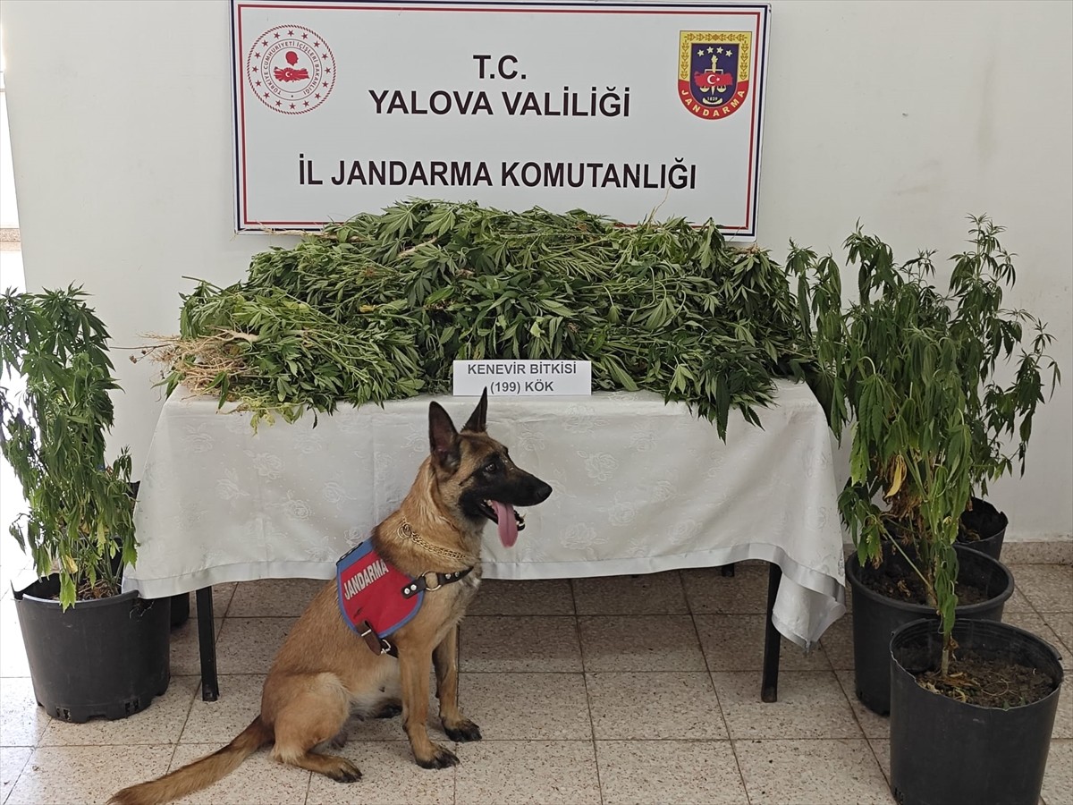 Yalova'nın Çınarcık ilçesinde ormanlık alanda Hint keneviri yetiştiren şüpheli tutuklandı....