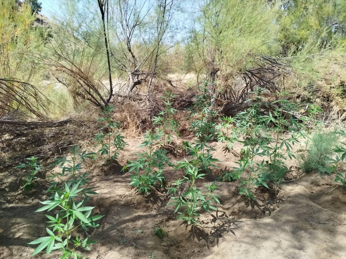 Bingöl'de jandarma ekiplerince düzenlenen operasyonlarda 1040 kök Hint keneviri ele geçirildi.