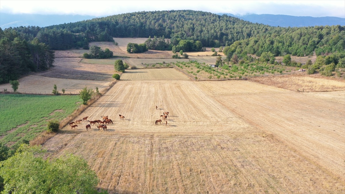 Bolu Dağı'nda yaşayan yılkı atları, yeni doğan taylarıyla yüzde 65'i ormanlarla kaplı Bolu'da...