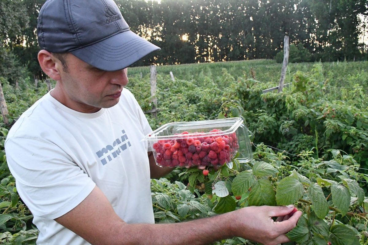 Düzce'de yaşayan Onur Kurnaz, babadan kalma 15 dönüm boş araziyi meyve bahçesine dönüştürerek...