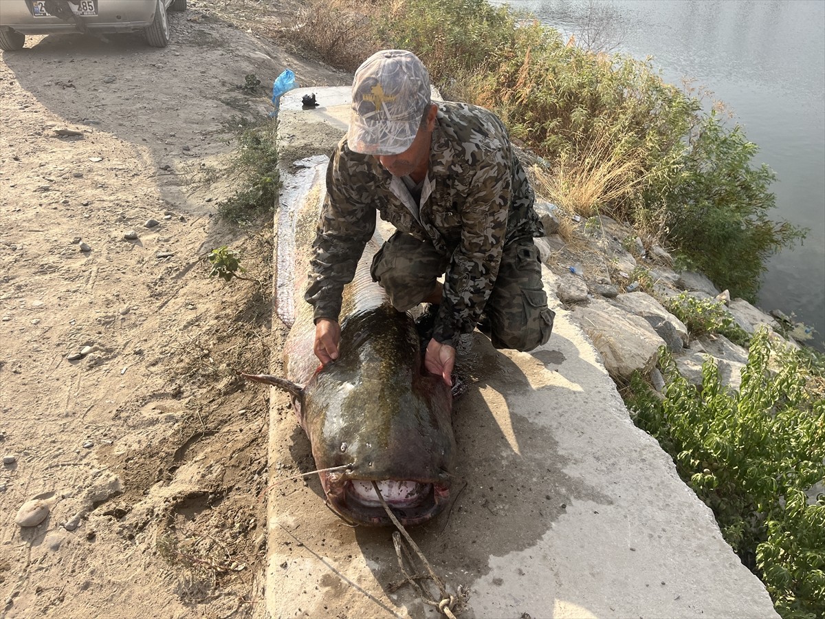 Edirne'de Meriç Nehri'nde, oltayla yaklaşık 2,5 metre boyunda 100 kilogram ağırlığında yayın...