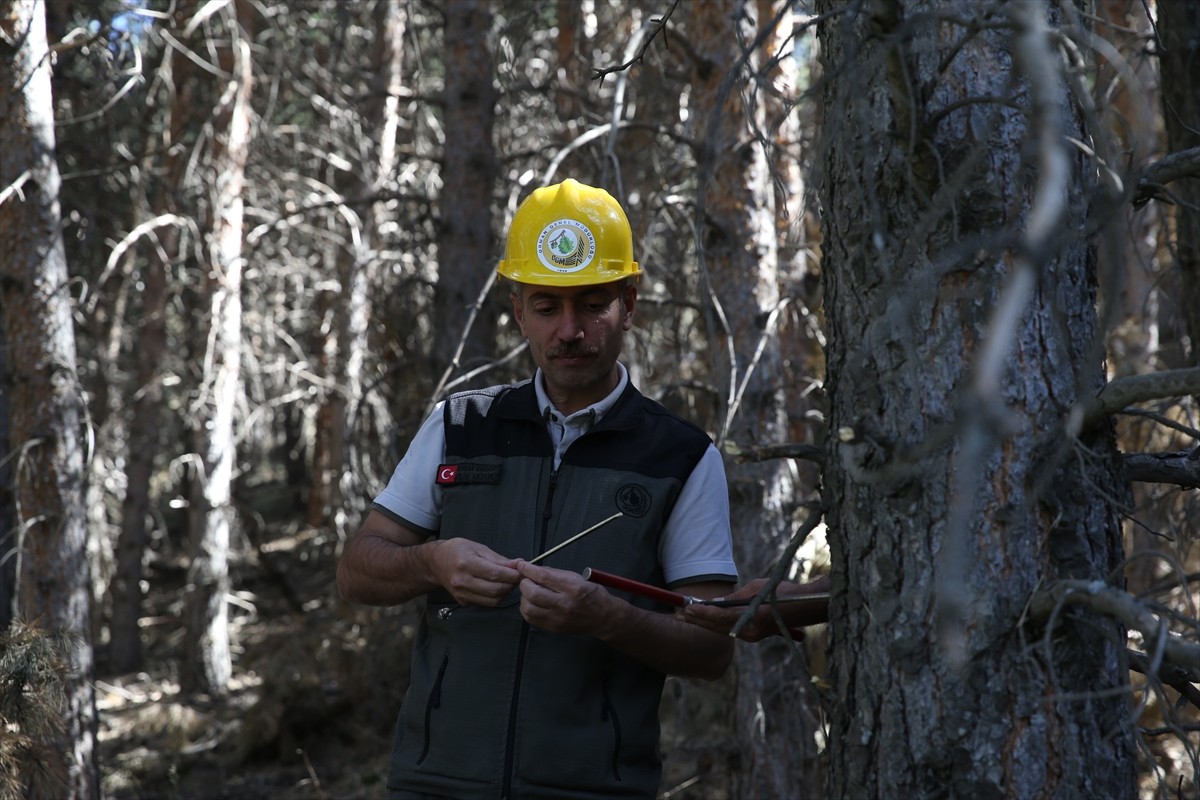 Erzurum Orman Bölge Müdürlüğünce kentte bulunan ormanlık alanlarda yangın riskini en aza indirmek...