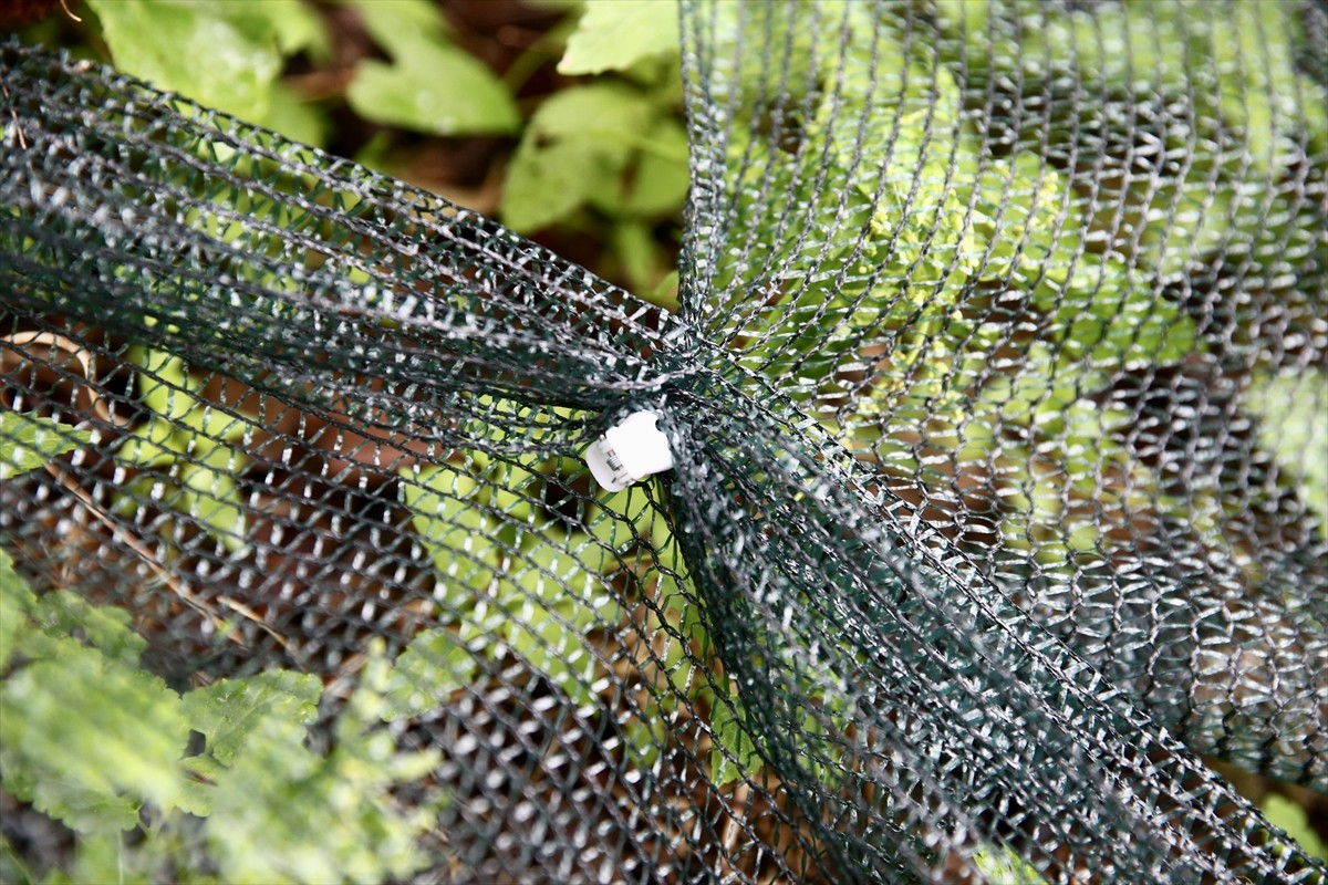 Giresun'da fındık hasadında ilk kez kullanılacak file örtü yöntemiyle işçilik maliyetinin...
