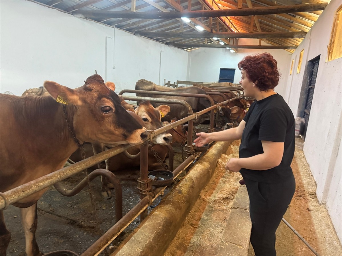Giresun'da, Hastalıktan Ari İşletmeler için Sağlık Sertifikası verilen üç hayvancılık işletmesine...