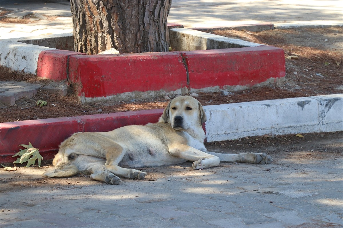 İzmir'de sahipsiz köpeklerden kaçarken otomobilin çarptığı kadın, tedavi gördüğü hastanede...