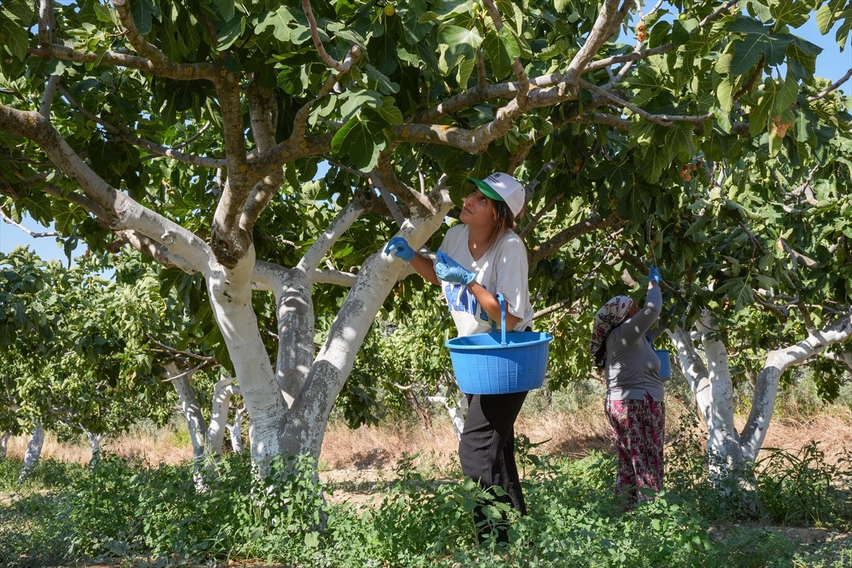 İzmir'in Torbalı ilçesine özgü Bardakçık incirini pazarlamak için kooperatif çatısı altında...