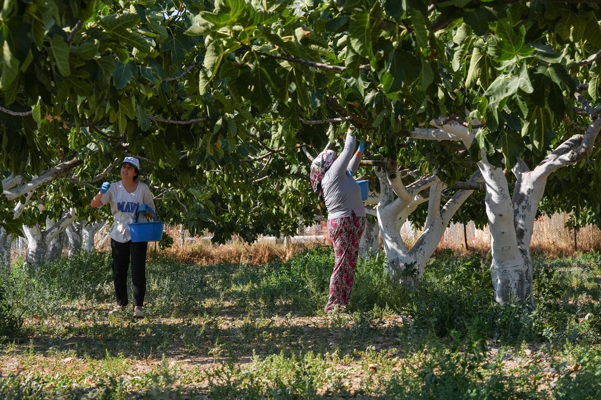 İzmir'in Torbalı ilçesine özgü Bardakçık incirini pazarlamak için kooperatif çatısı altında...
