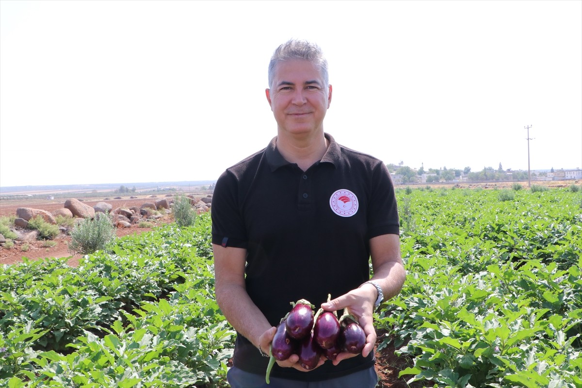 Kilis bölgesine özgü "Zabaran" çeşidi patlıcanın hasadına Yavuzlu Köyü'nde başlandı.