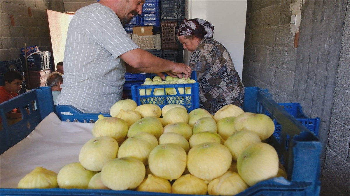Mersin'in Mut ilçesinde lezzeti, aroması ve uzun raf ömrüyle öne çıkan beyaz incirde hasat devam...