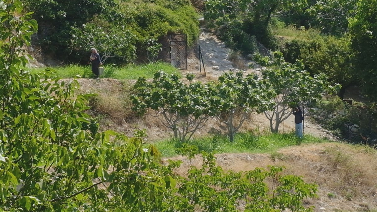 Mersin'in Mut ilçesinde lezzeti, aroması ve uzun raf ömrüyle öne çıkan beyaz incirde hasat devam...