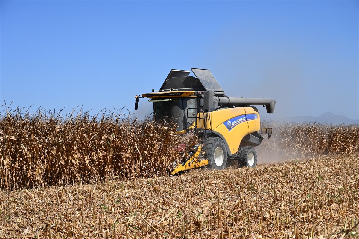 Osmaniye'de 360 bin 249 dekar alanda yetiştirilen mısırın rekoltesinin hasat sezonu sonunda 463...