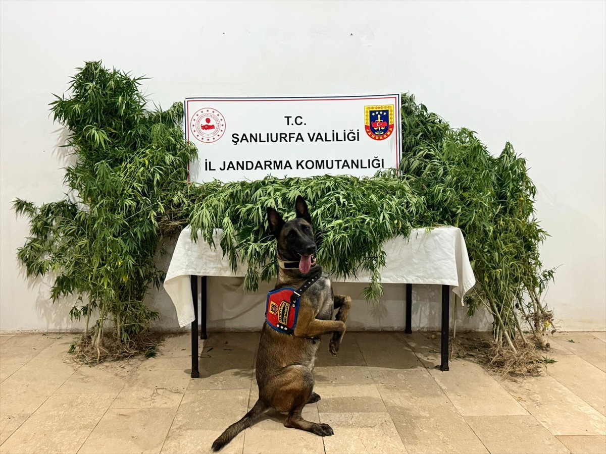 Şanlıurfa'da düzenlenen uyuşturucu operasyonunda 12 şüpheli gözaltına alındı. Narkotik köpeğinin...