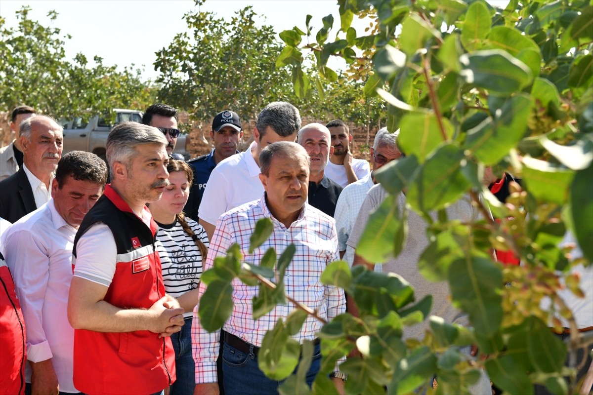 Şanlıurfa Valisi Hasan Şıldak, Türkiye'nin en çok Antep fıstığı üretiminin yapıldığı kentte fıstık...