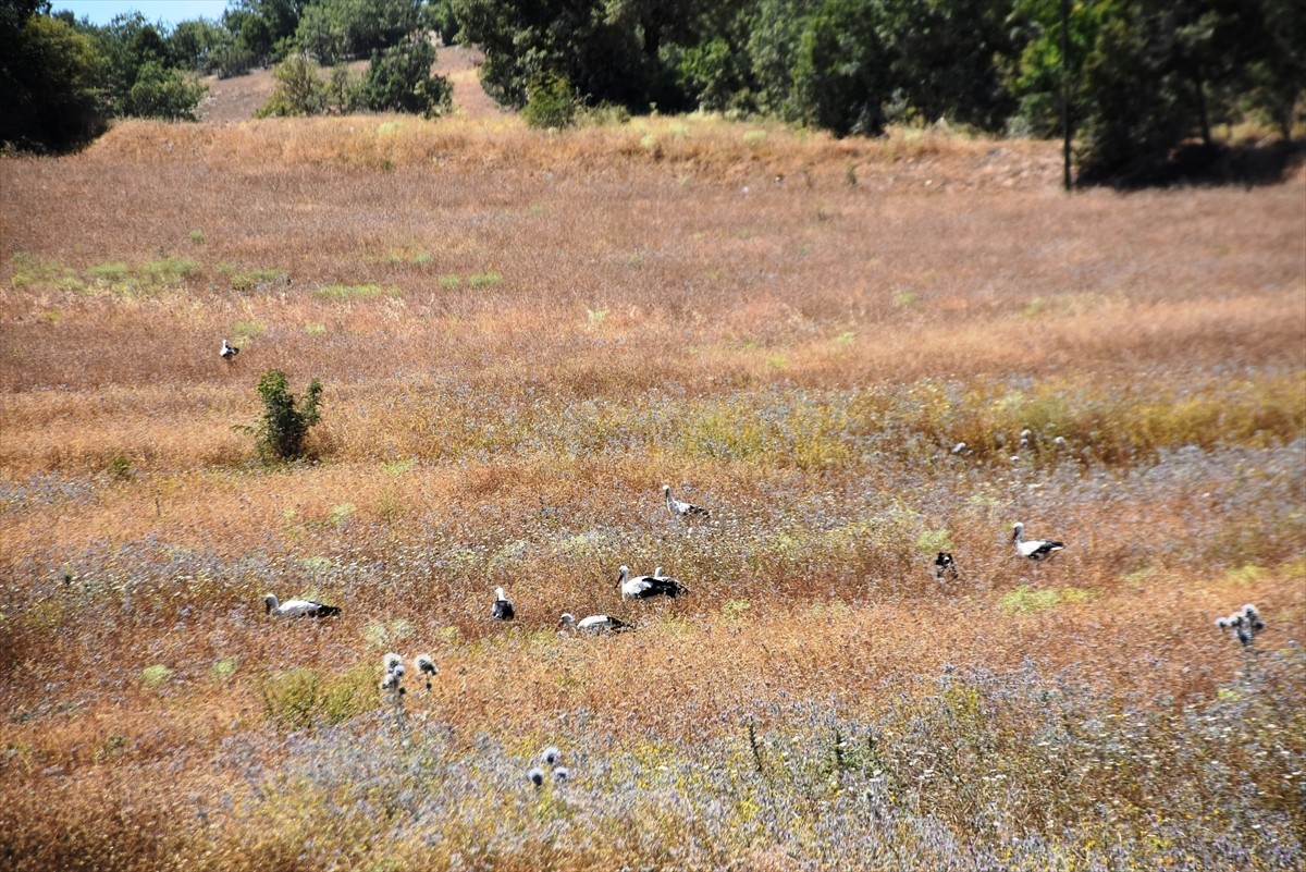 Sinop'un Saraydüzü ilçesi Cuma Ovası'nda Leylek Popülasyonunun Araştırılması Projesi kapsamında üç...