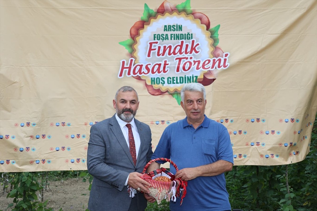 Trabzon'un Arsin ilçesinde yetiştirilen coğrafi işaret tescilli "Arsin Foşa fındığı" hasadı...