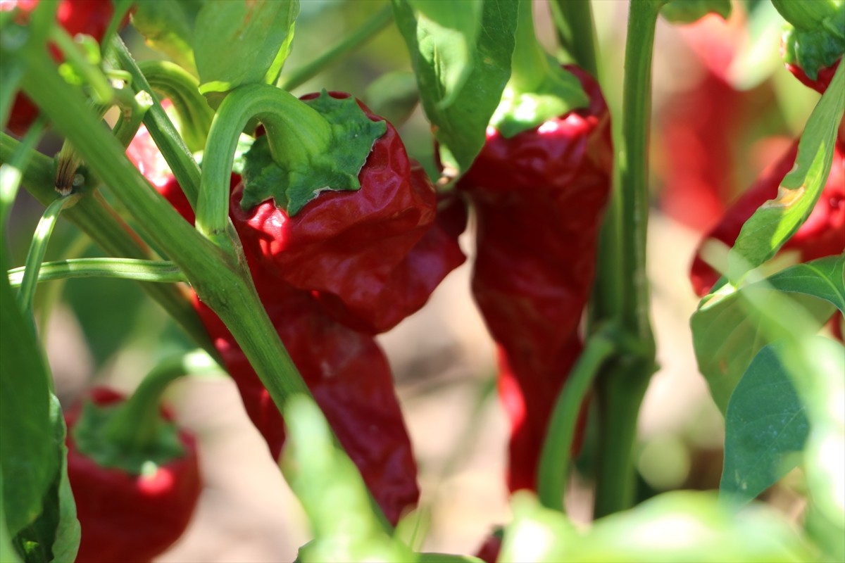 Türkiye'nin önemli kırmızı biber üretim merkezlerinden Kilis'te biber hasadı ve kurutma işlemleri...