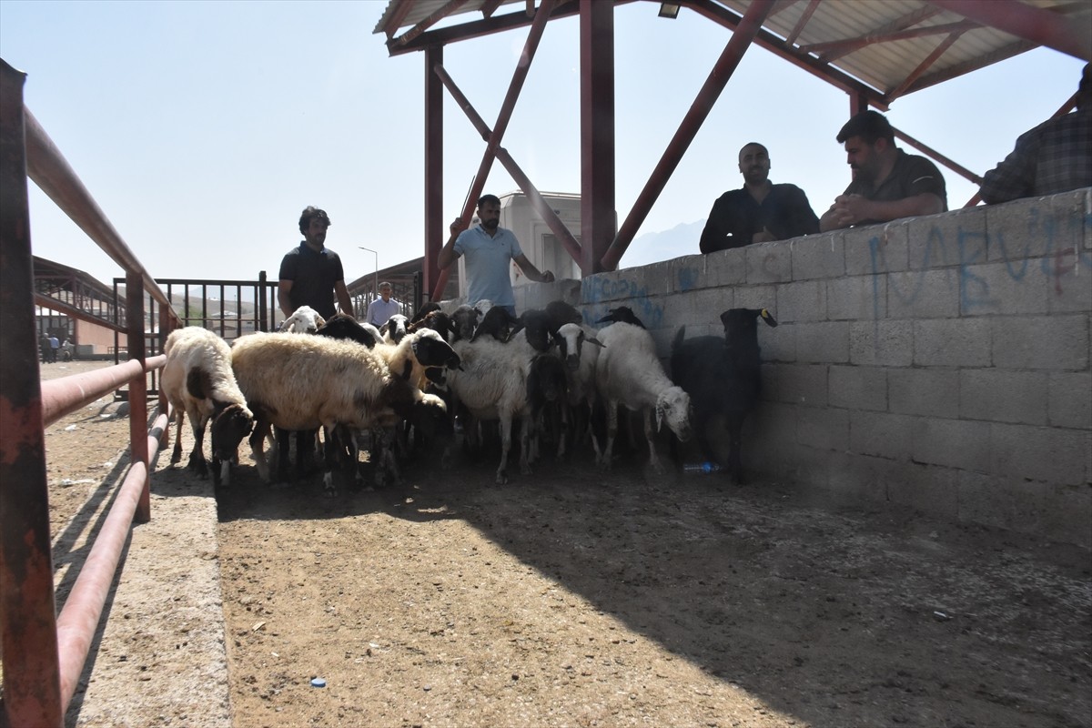 Van'da şap hastalığının yayılmasını engellemek amacıyla kapatılan hayvan pazarı, tedbirlerin...