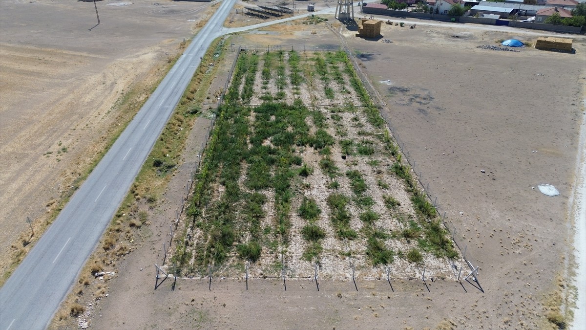 Aksaray'ın Sultanhanı ilçesinde geçen yıl köyün su deposundan boşa akan suyu değerlendirmek için...