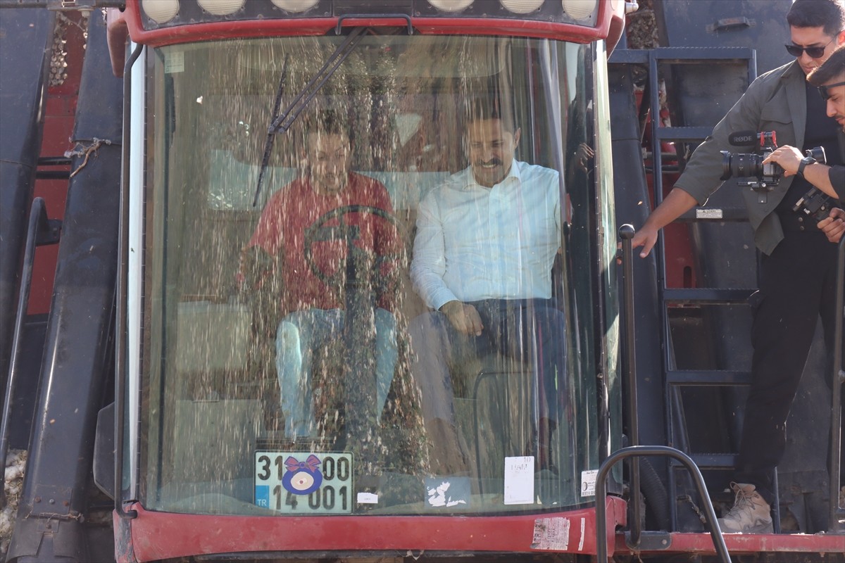 Hatay'da bu yıl 290 bin dekar alanda ekimi yapılan pamukta 140 bin ton civarında rekolte...