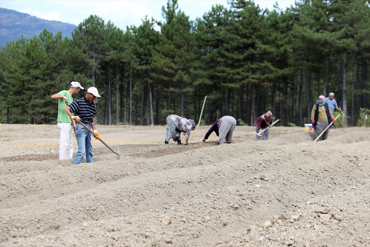 Karabük'ün Safranbolu ilçesinde, Avrupa Birliği'nden (AB) coğrafi işaret tescili alan safranın...