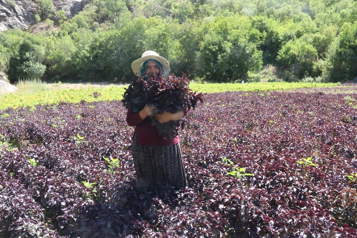 Malatya'nın Arapgir ilçesinin coğrafi işaret tescilli ürünleri mor reyhan ve köhnü üzümünde hasat...