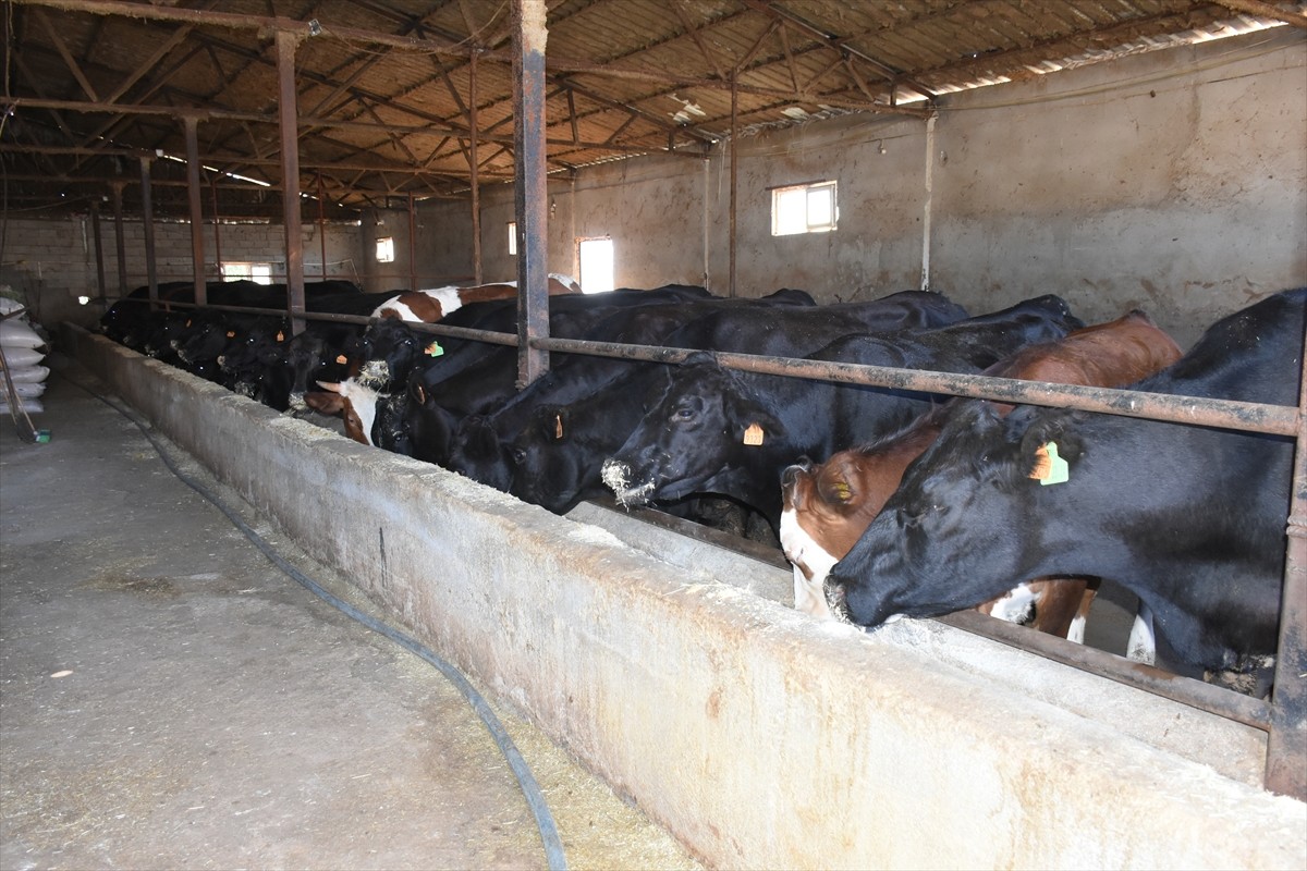 Tarım ve Orman Bakanlığınca başlatılan "Kırsalda Bereket, Hayvancılığa Destek Projesi" kapsamında...