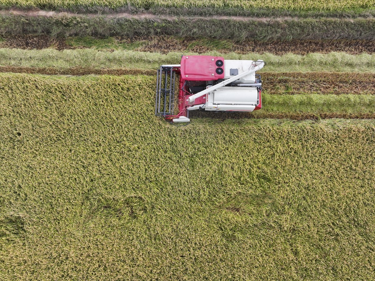 Türkiye'deki çeltik üretiminin yarısına yakınının yapıldığı Edirne'de hasat mesaisi başladı....