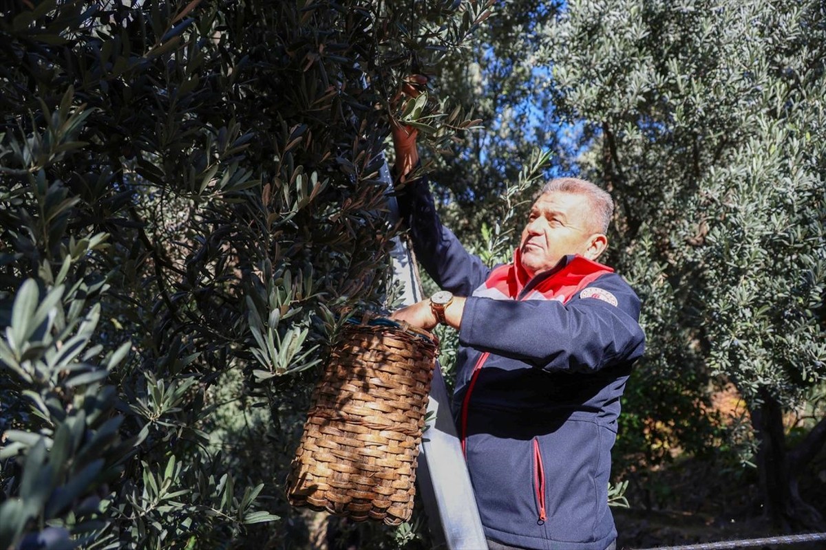 Artvin'in Yusufeli ilçesinde yetiştirilen üstün lezzet ödüllü "Butko zeytini"nin hasadı başladı....