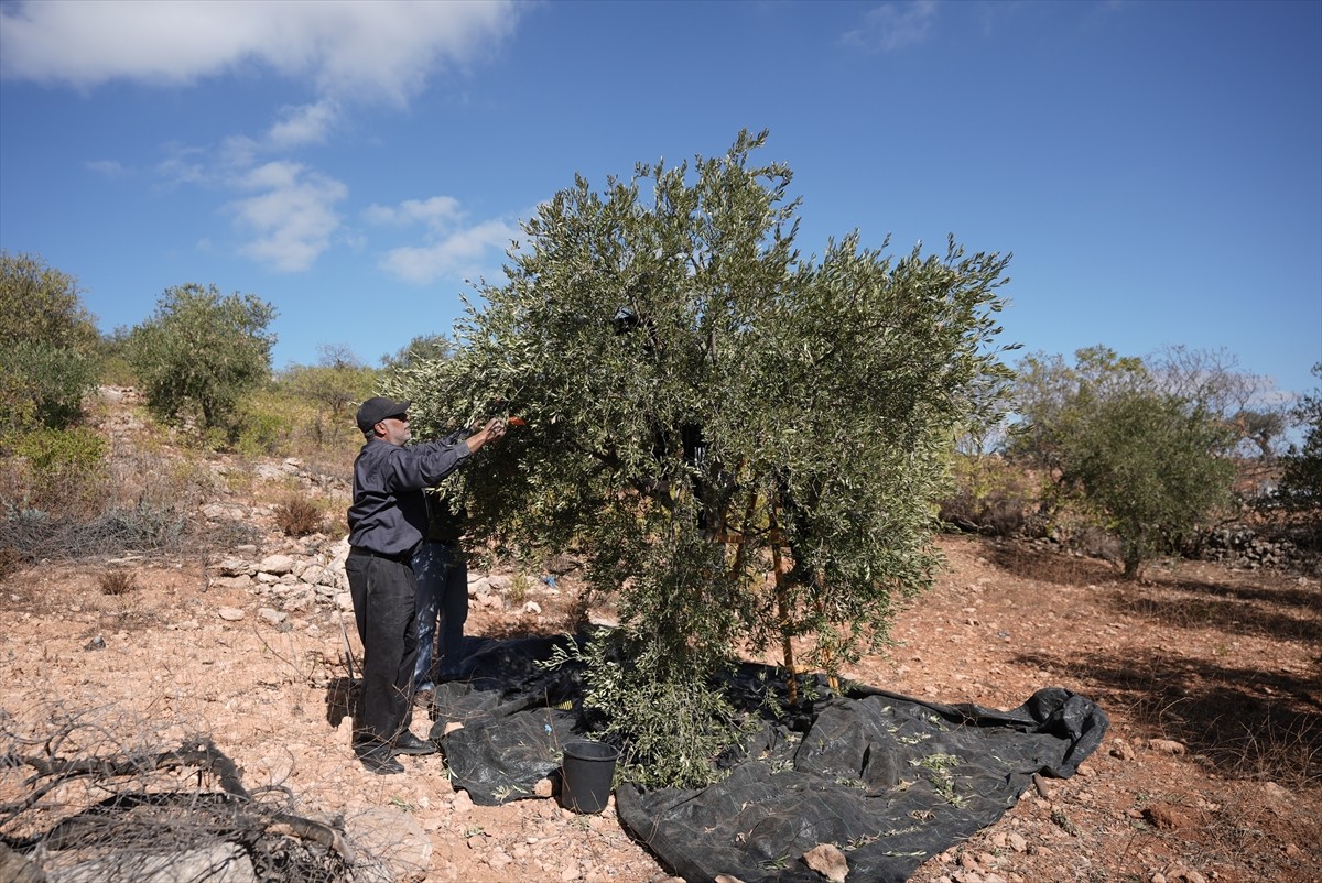 İşgal altındaki Batı Şeria'nın Burka beldesindeki Filistinliler, eskiden kültürel bir gelenek...