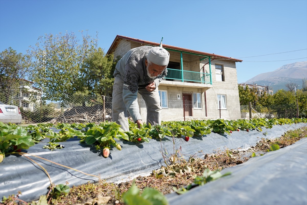 Isparta'nın Sav beldesinde yaşayan 85 yaşındaki İbrahim Çakmakçı, 30 yıldır bahçesindeki meyveleri...