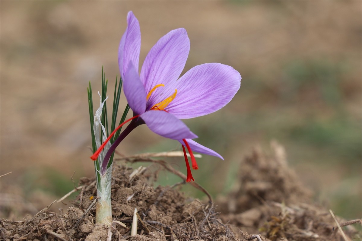 Karabük'ün UNESCO Dünya Mirası Listesi'nde yer alan Safranbolu ilçesinde düzenlenen "9. Safran...