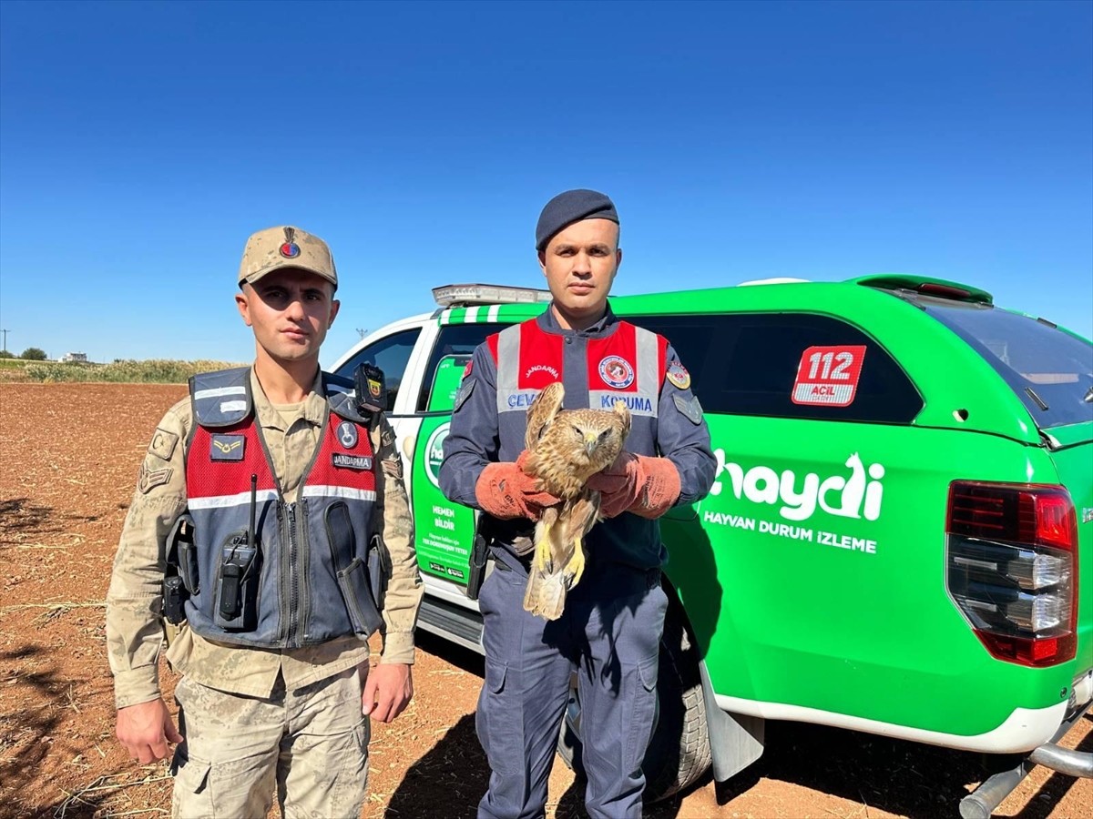 Kilis'te yaralı olarak bulunan kızıl şahin, Doğa Koruma ve Milli Parklar Şube Müdürlüğünce koruma...