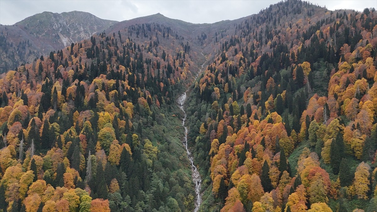 Rize'nin Çamlıhemşin ilçesine bağlı Ayder Yaylası sonbahar renklerine büründü. Kaçkar Dağları...