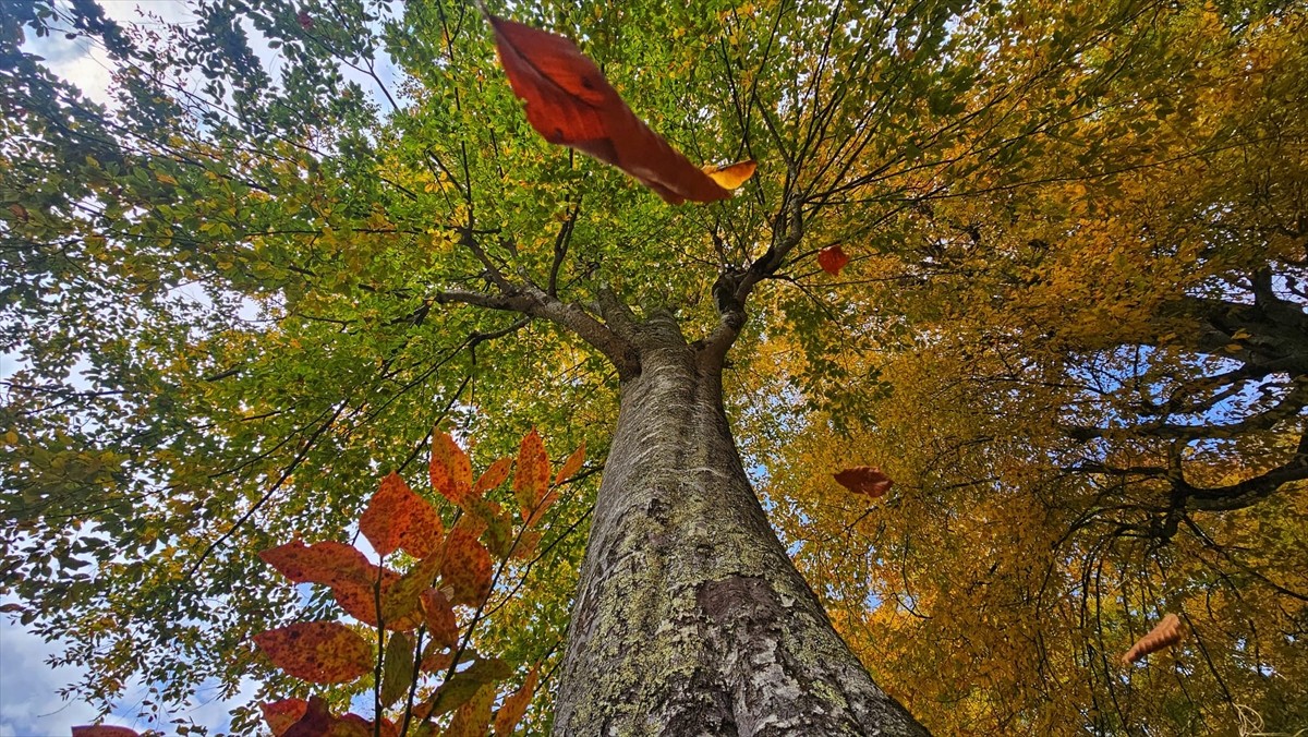 Rize'nin Çamlıhemşin ilçesine bağlı Ayder Yaylası sonbahar renklerine büründü. Kaçkar Dağları...
