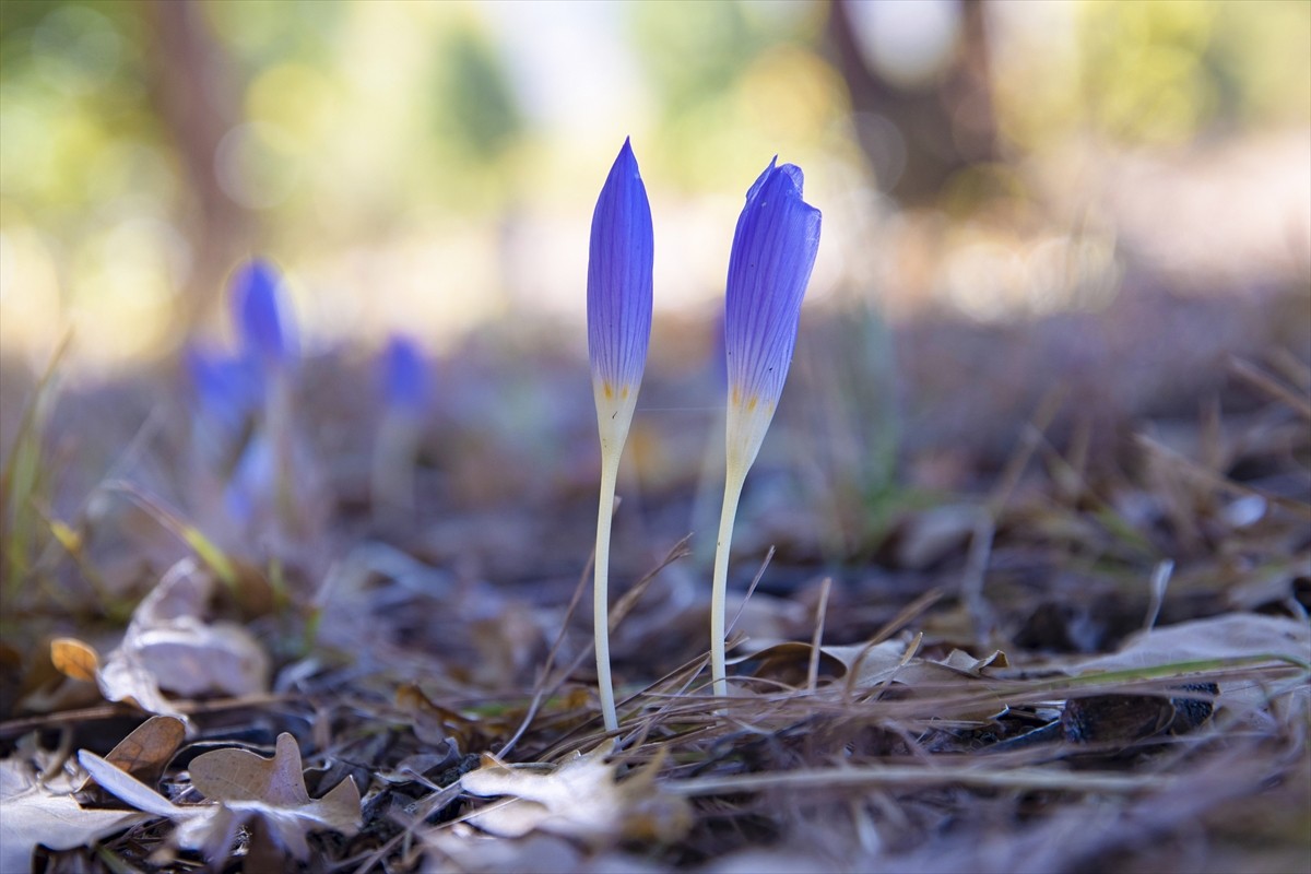 Tunceli'nin Ovacık ilçesinde sonbaharın gelişiyle Munzur Vadisi Milli Parkı'nda açan vargit...