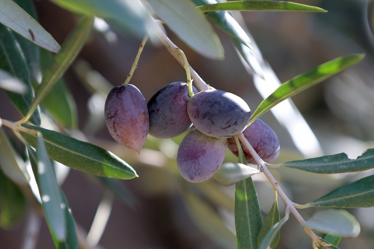 Zeytin ve zeytinyağı üretiminde köklü bir geçmişe sahip olan ancak turizmin hareketlenmesiyle...